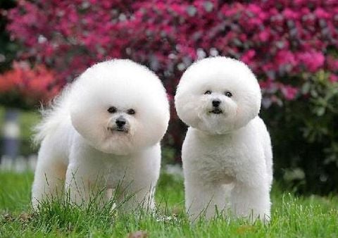 GIỚI THIỆU MỘT SỐ GIỐNG CHÓ (PHẦN 2) - Nông Trại Thú Cưng