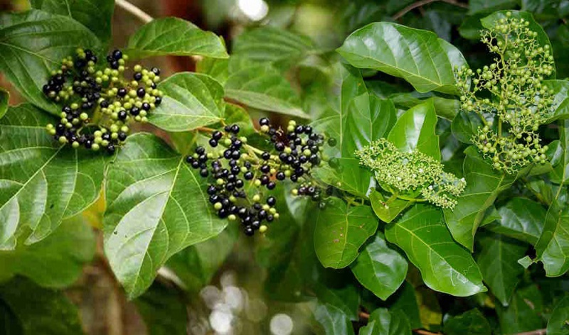 Lá cách có công dụng gì đối với sức khỏe và lưu ý khi sử dụng