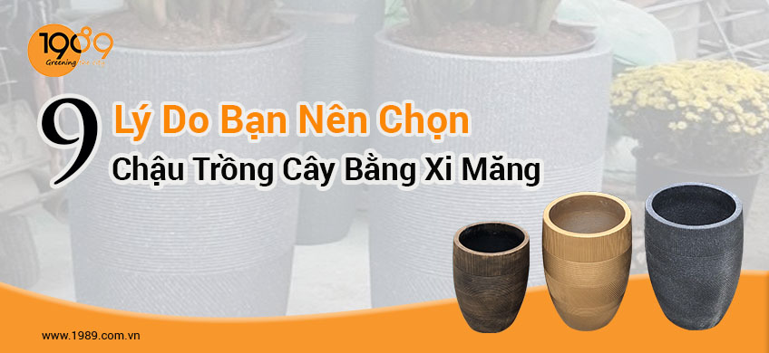 9 Lý Do Bạn Nên Chọn Chậu Trồng Cây Bằng Xi Măng