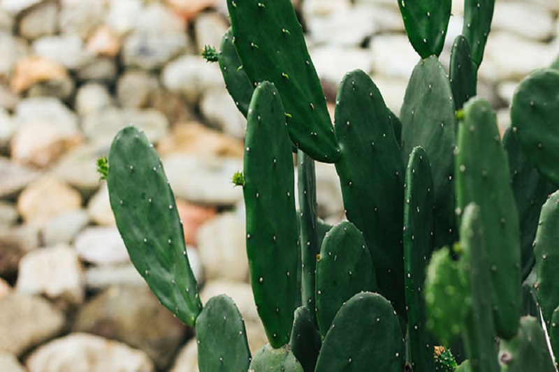 Cây xương rồng và những bài thuốc chữa bệnh ít ai biết đến