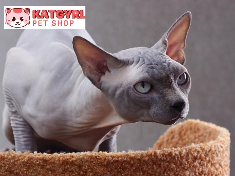 Các giống mèo lông xám đẹp, dễ thương được ưa chuộng nhất hiện nay