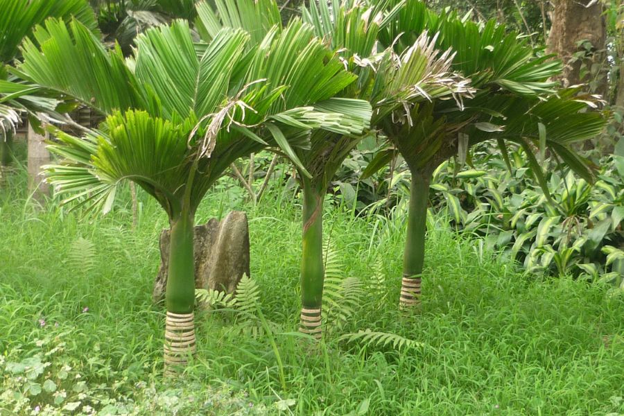 Cây Cau Cảnh: Ý Nghĩa Phong Thủy Và Cách Chăm Sóc