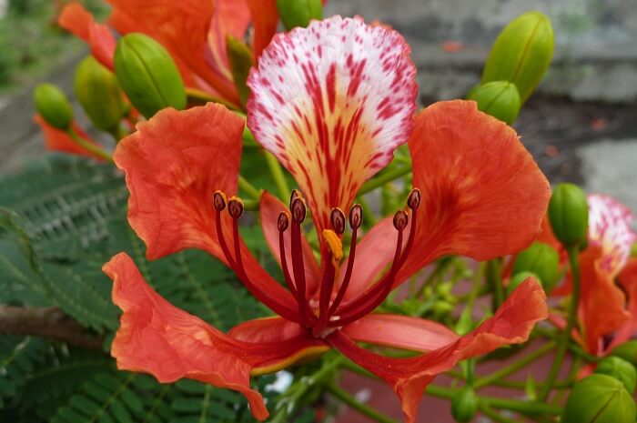 Bật míHoa Phượng có mấy cánh? Hoa phượng có màu gì? Và ý nghĩa