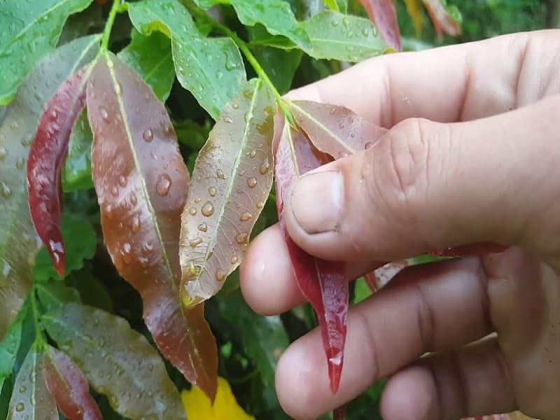 Hướng dẫn cách chăm sóc để cây mai vàng dày lá và không đâm tược dài