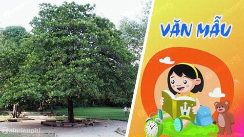 Đề bài: Miêu tả về hình ảnh của cây bàng trong sân trường của bạn.