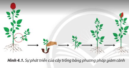 Giải Công nghệ 7 Bài 4 (Chân trời sáng tạo): Nhân giống cây trồng bằng phương pháp giâm cành
