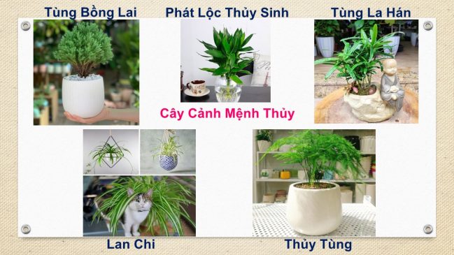 Tuổi Ngọ hợp cây gì? Cây phong thủy tuổi Ngọ: 1966, 1978, 1990, 2002