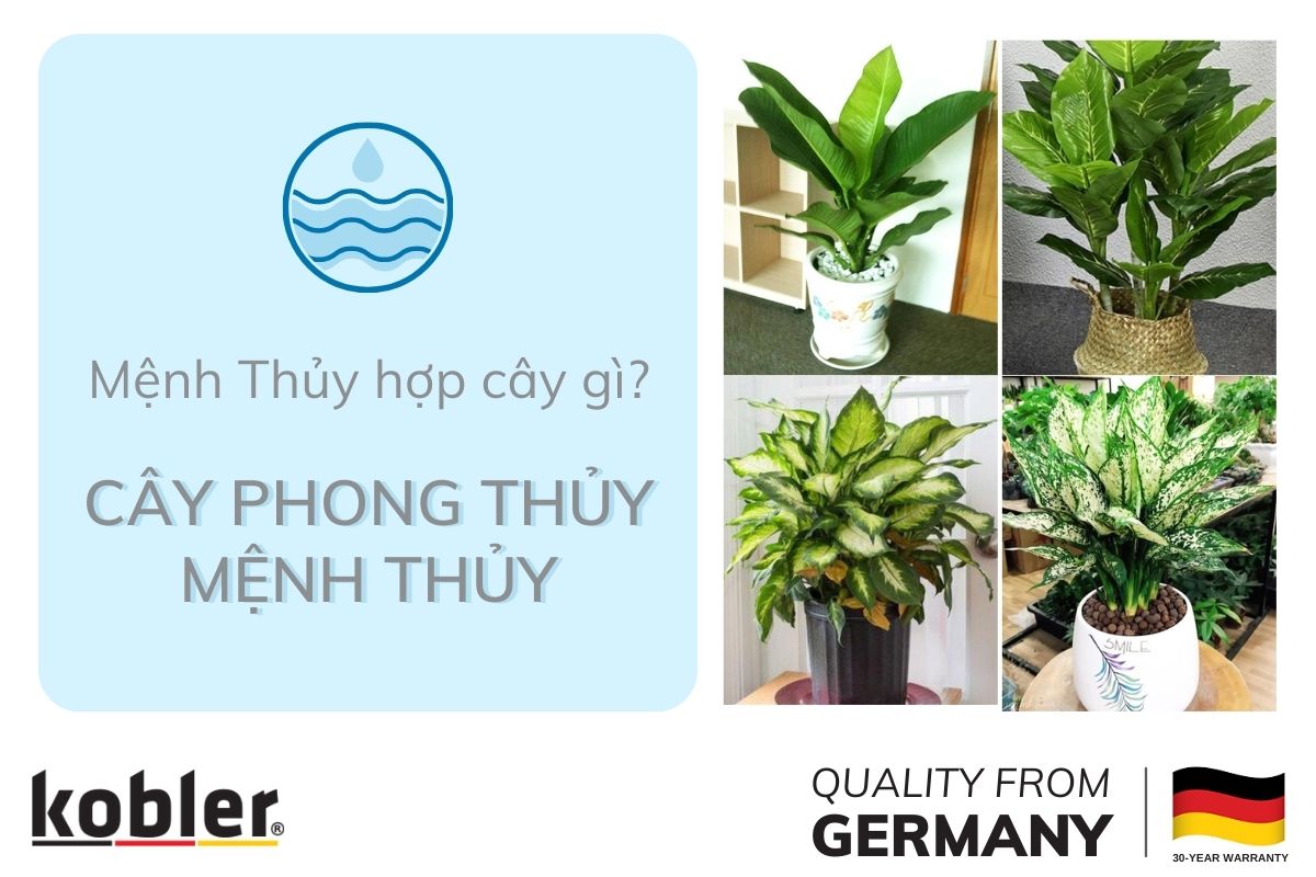 Top 12 cây phong thủy trong nhà cho người mệnh thủy thu hút may mắn, tiền tài