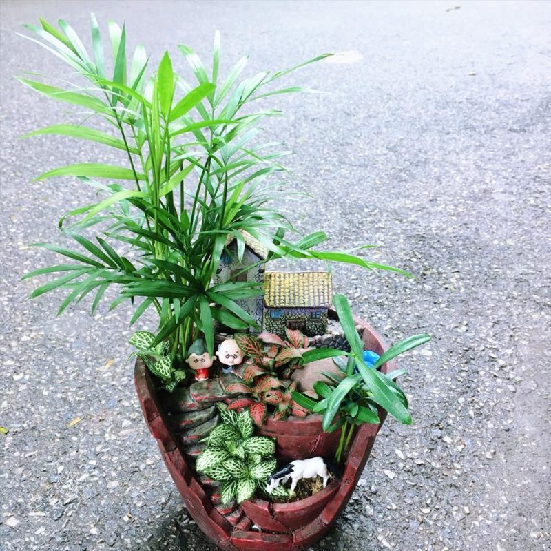 Cây phong thủy để bàn hợp tuổi Canh Thân năm 1980