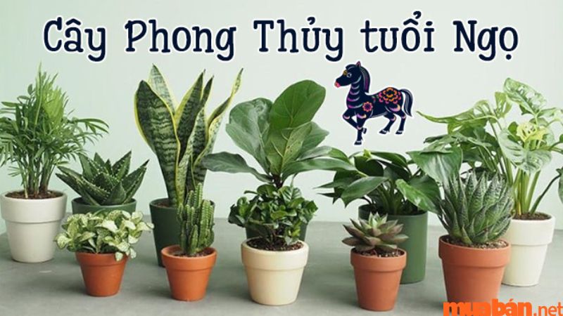 Tuổi Ngọ hợp cây gì? Tổng hợp cây phong thủy hợp người tuổi Ngọ