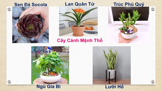 Tuổi Thân hợp cây gì? Cây phong thủy tuổi Thân: 1968, 1980, 1992, 2004