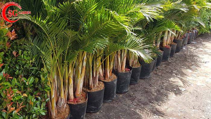 Cây Dừa Cảnh | Đặc điểm, Ý nghĩa, Hợp Với Mệnh Gì, Tuổi Nào ?