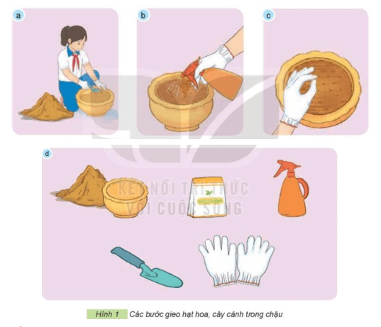 Giải SGK Công nghệ lớp 4 Bài 4 (Kết nối tri thức): Gieo hạt hoa, cây cảnh trong chậu