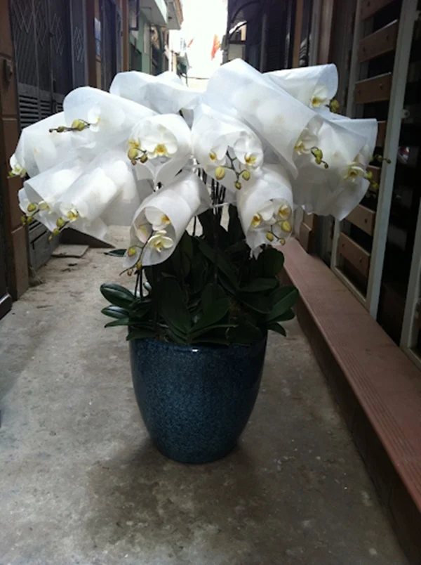 Dịch vụ vận chuyển cây cảnh nhanh chóng, an toàn và tiết kiệm