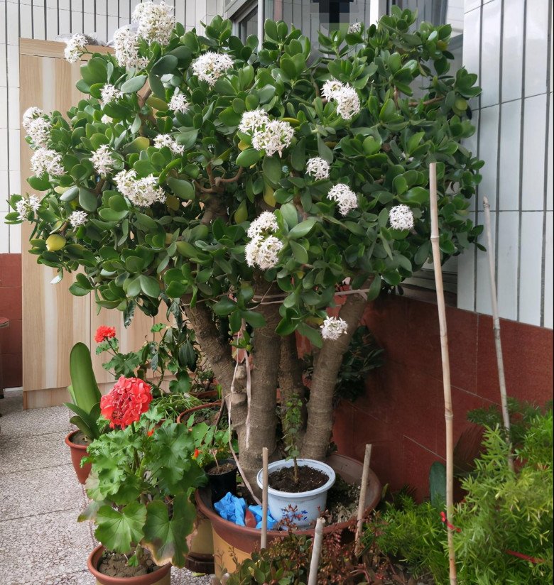 Ý nghĩa phong thủy của cây lá ngọc cành vàng | Tử vi