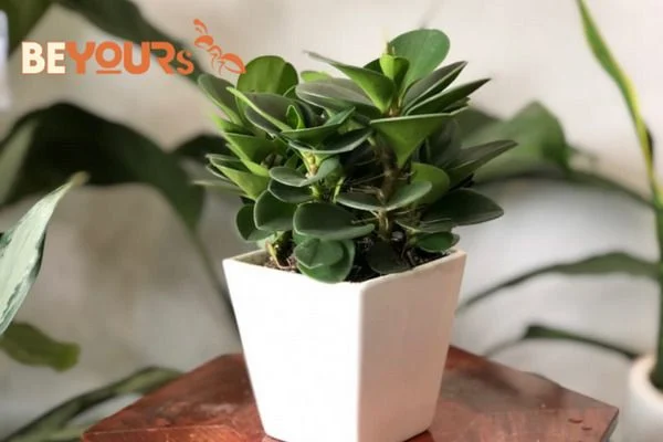 Cây cảnh trong nhà HỢP MỆNH THỔ theo phong thuỷ tốt nhất