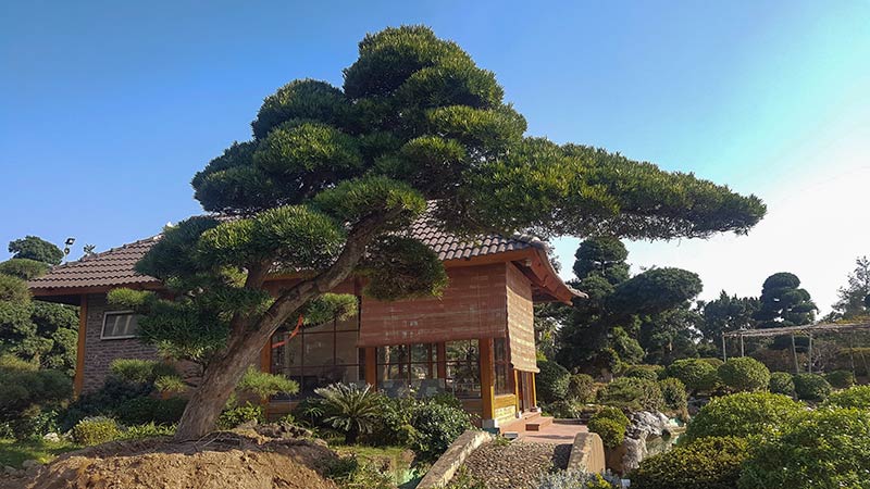 Những điều cần biết về cây Tùng La Hán - VƯỜN NHẬT