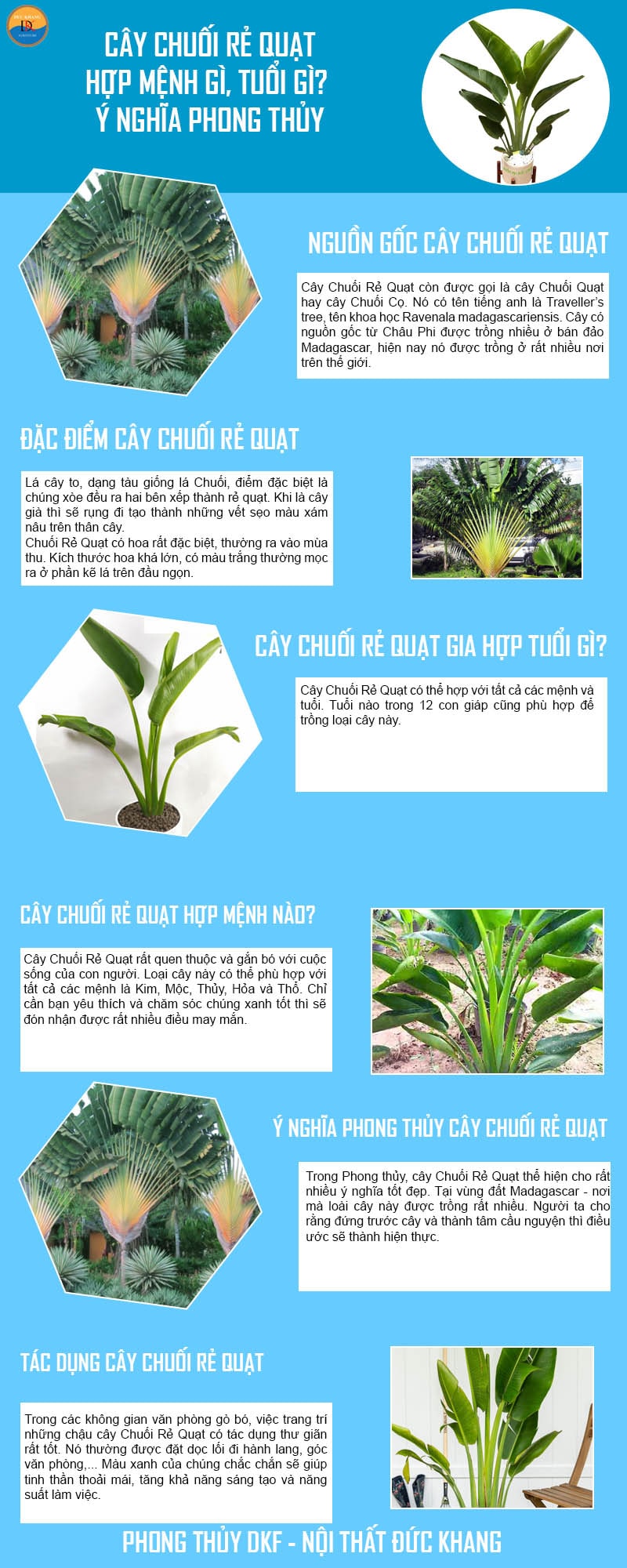 Cây Chuối Rẻ Quạt hợp mệnh gì, tuổi gì? Ý nghĩa, vị trí đặt