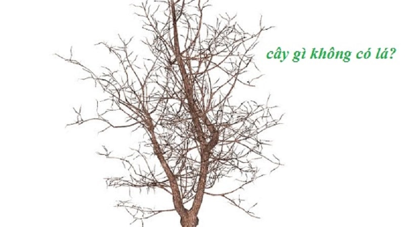 Câu đố mẹo cây gì không có lá?