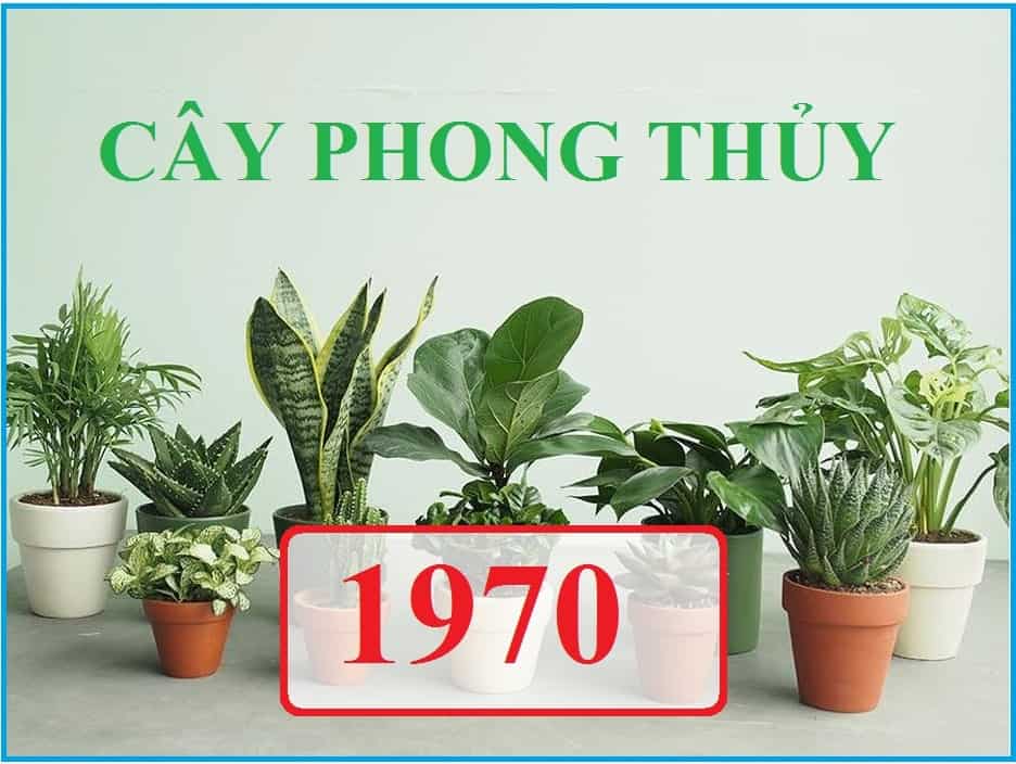Tuổi Canh Tuất Trồng Cây Gì Trong Nhà Hợp Phong Thủy?