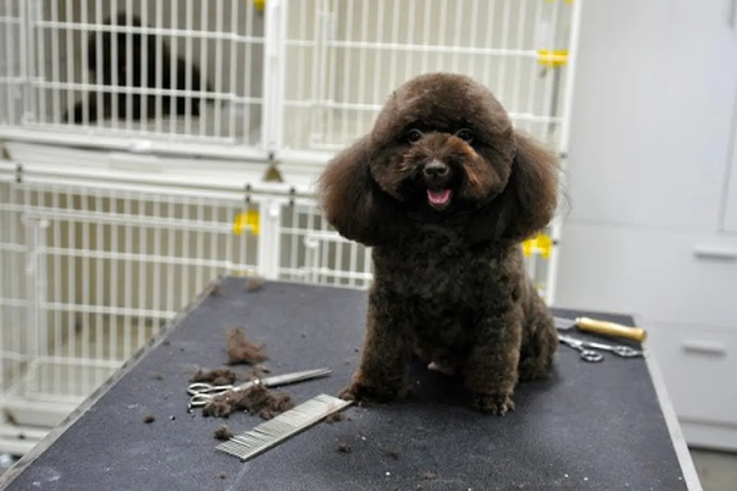 Hướng dẫn cách cắt tỉa lông chó Poodle đẹp tại nhà vừa rẻ vừa dễ