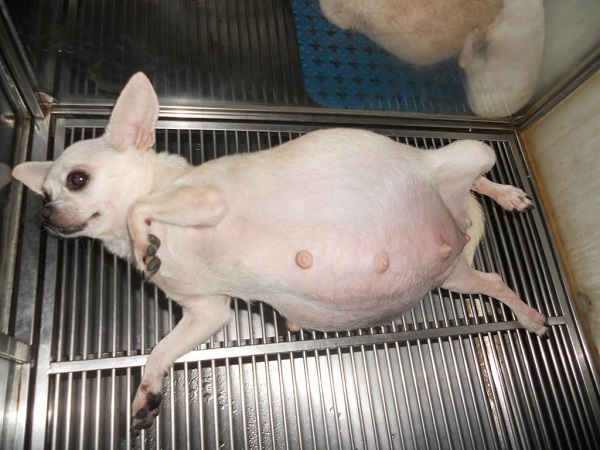 Chó chửa mấy tháng thì đẻ? Kinh nghiệm chăm sóc chó mang thai