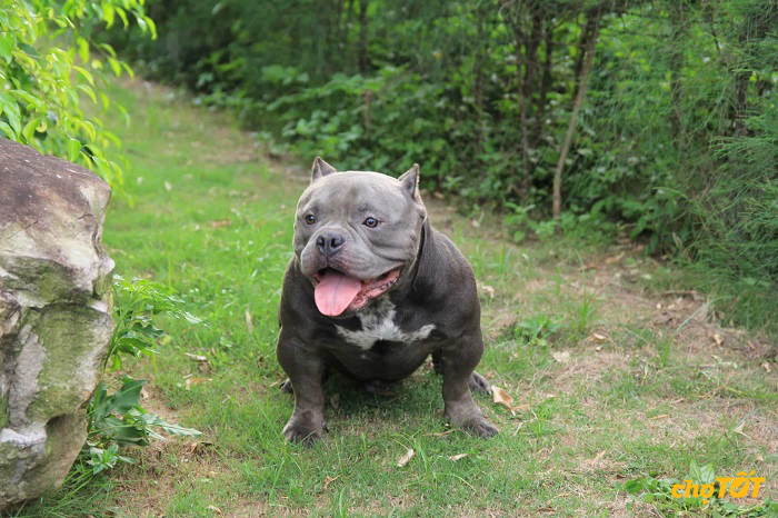 Mua Bán Chó Bully Mỹ Lai, Thuần Chủng, American Bully Giá Rẻ