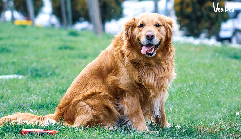 8 điều PHẢI biết trước khi nuôi Chó Gâu Đần - Golden Retriever