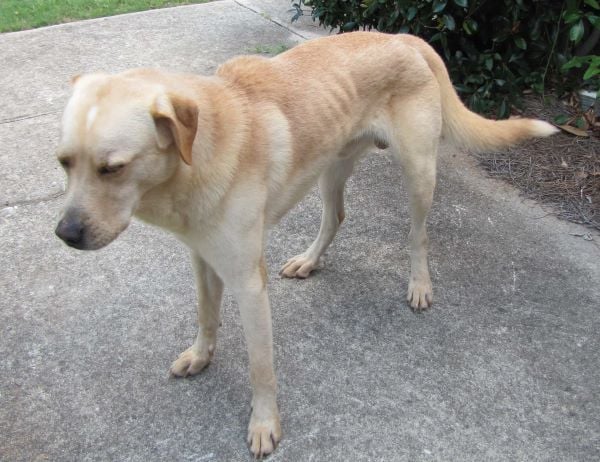 Chó cưng nuôi hoài mà vẫn ốm: Vỗ béo cũng cần chiêu?