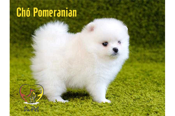 Những giống chó nhỏ nhất thế giới khiến bạn bất ngờ