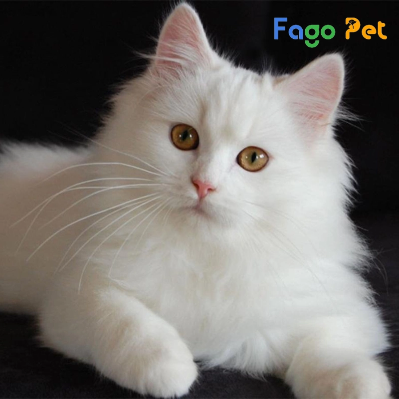 #Mèo Anh Lông Dài Trắng Giá Bao Nhiêu? Những Yếu Tố Ảnh Hưởng Đến Giá Mèo