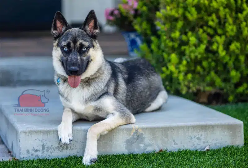 Tổng hợp các giống chó lai ở Việt Nam