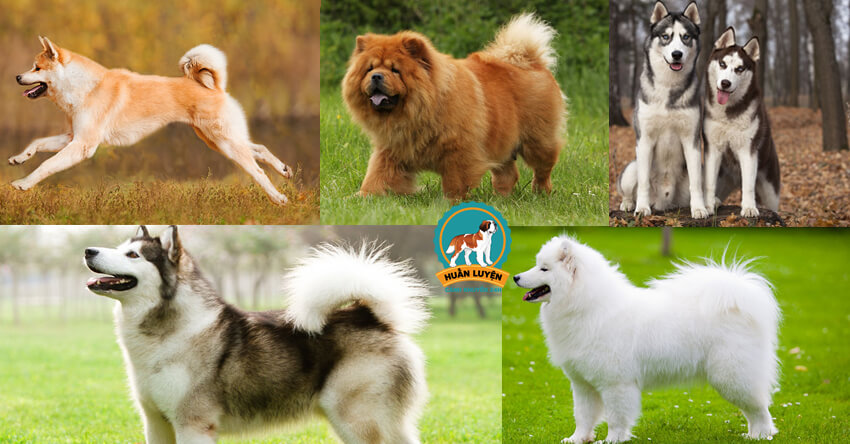 Danh sách các giống chó tuyết đẹp nhất hiện có ở Việt Nam