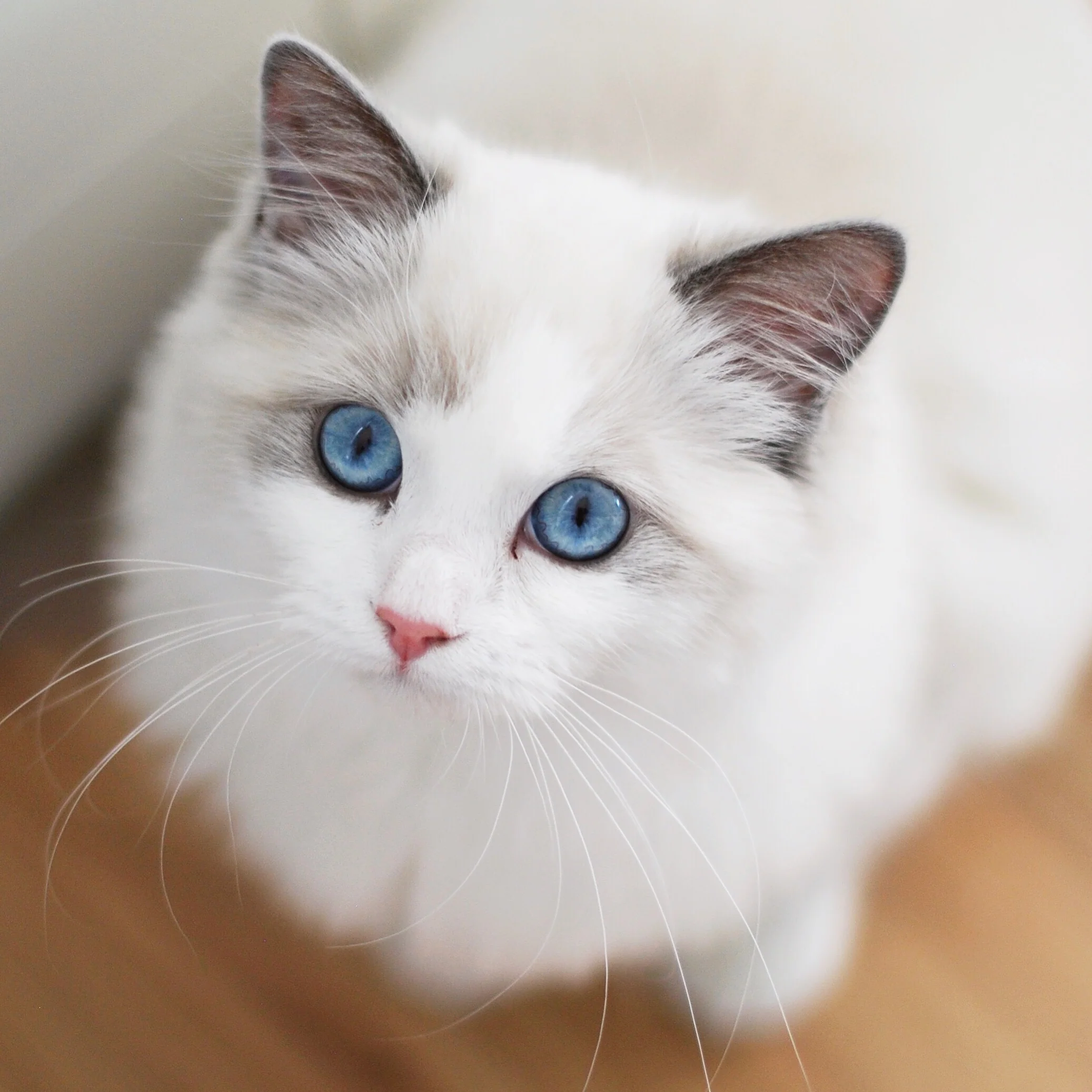 10 Things to Know Before Getting a Ragdoll Cat