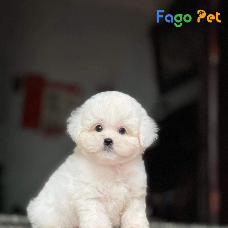 Tìm Hiểu Về Đặc Điểm, Cách Chăm Sóc Chó Poodle Màu Trắng