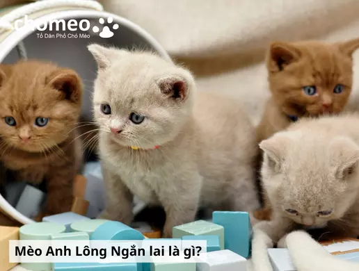 Mèo Anh lông ngắn lai là gì? Các kiểu lai mèo anh lông ngắn