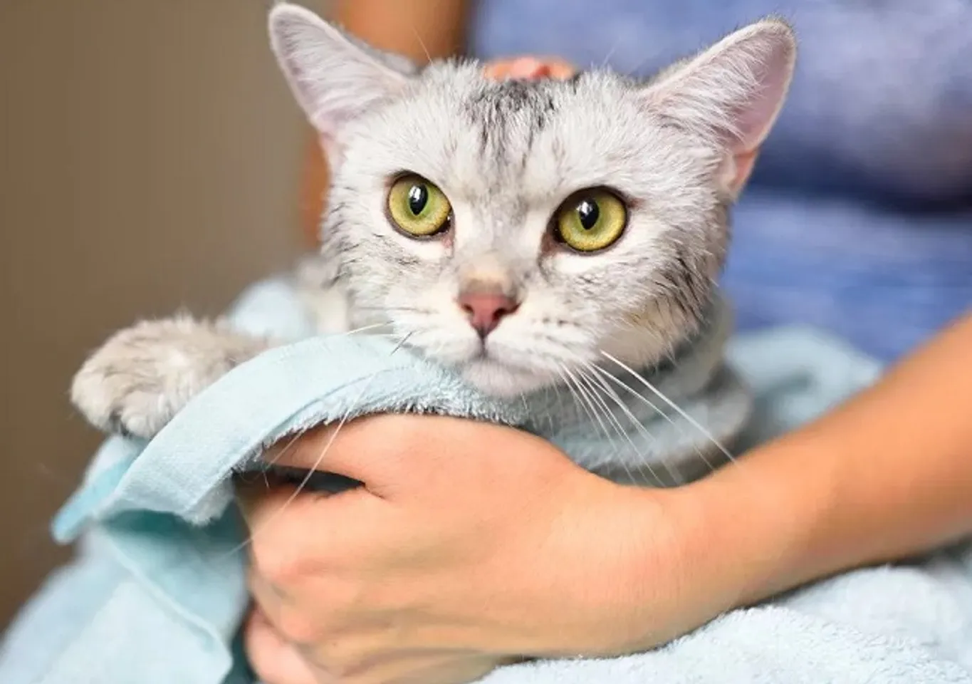 TOP 10 sữa tắm cho mèo khử mùi tốt, hương thơm lâu