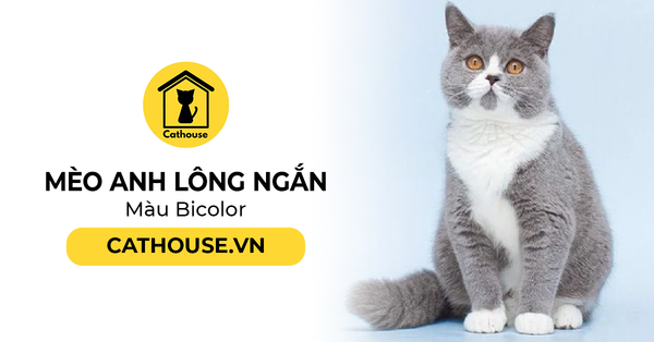 Tìm Hiểu Mèo Anh Lông Ngắn Màu Bicolor Đặc Điểm Ngoại Hình, Tính Cách