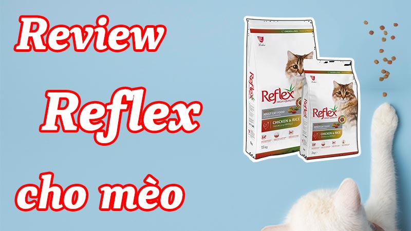 [Đánh giá/Review] Hạt Reflex cho mèo có thật sự tốt không ?