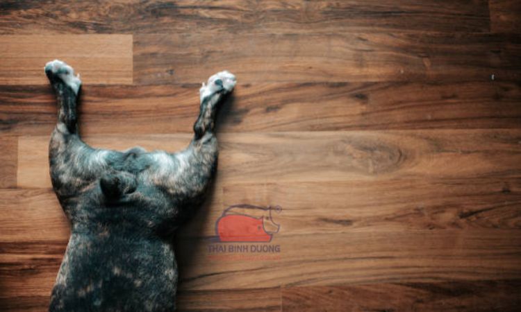 Chó chân ngắn: giống chó chân ngắn thân dài độc đáo