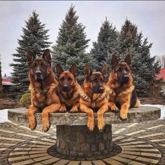 Mua chó Becgie giá rẻ 1 triệu đồng, có nên mua Becgie rẻ không?