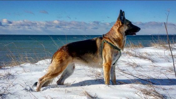 Mua chó Becgie giá rẻ 1 triệu đồng, có nên mua Becgie rẻ không?