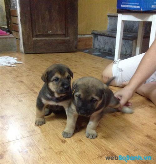 Mua chó cảnh nào giá rẻ dưới 1 triệu đồng?