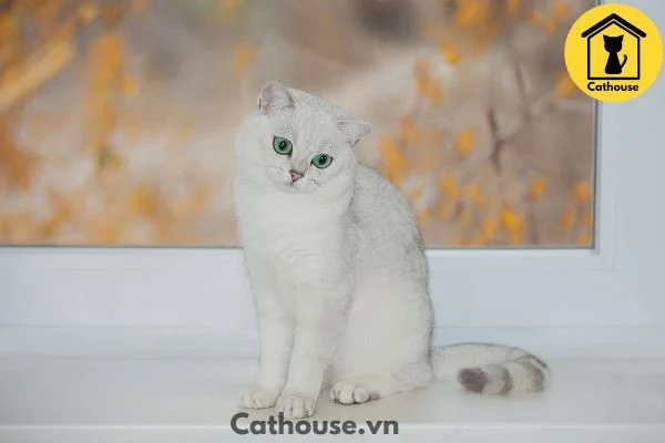 Mèo Silver - Thông Tin Của Mèo Silver Và Giá Bán ?