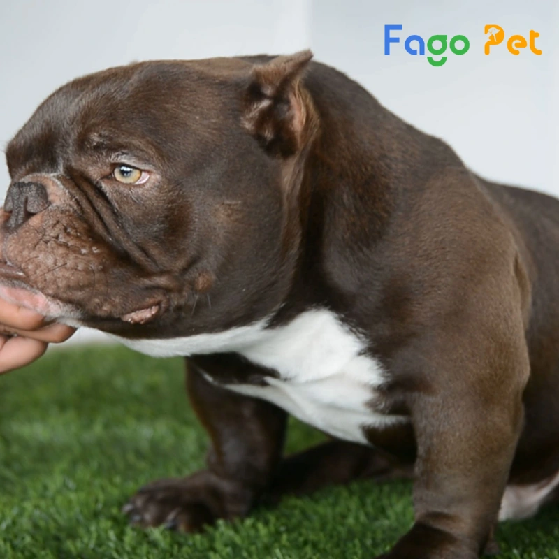#Giá Bán Chó Bully Là Bao Nhiêu? Cập Nhật Giá Chó Bully Mới Nhất