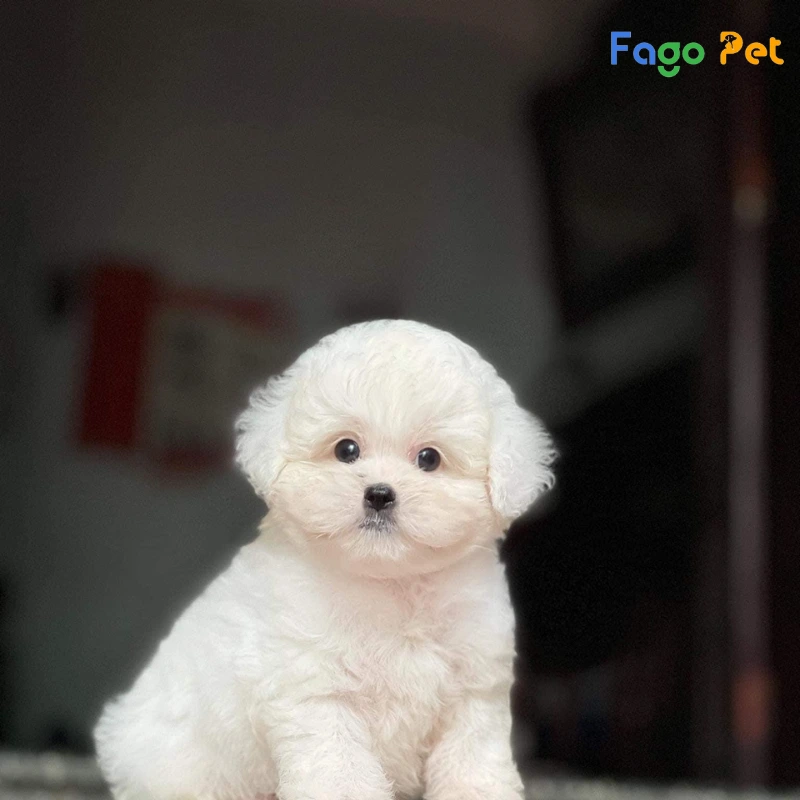 Giống Chó Poodle Tiny - Nguồn Gốc, Đặc Điểm, Giá Bán