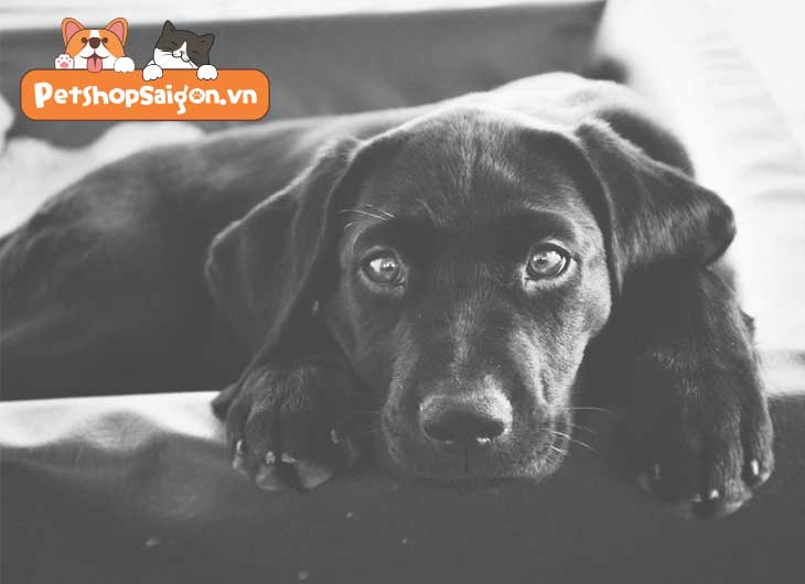 Nuôi chó đen có tốt không theo tâm linh và lịch sử?
