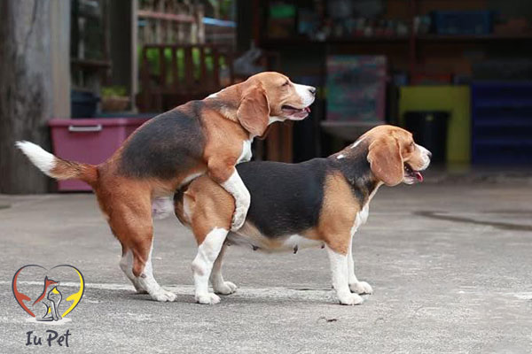 Phối giống chó và những thông tin cần thiết