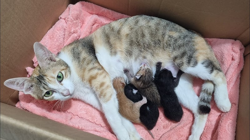 Các dấu hiệu của việc mèo sắp sinh con