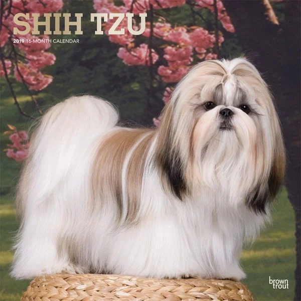 Chó Shih Tzu: Nguồn gốc, giá bán, đặc điểm, cách chăm sóc (2020)